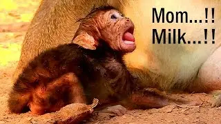 FUNNY FACE BABY LUCAS | LUCAS HUNGRY , OPEN BIG MOUTH BEG MILK MOM AFTER LEARN WALK LONG TIME