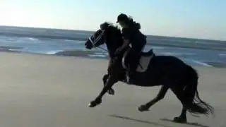 Stall Heyken - kurzer Strandgalopp
