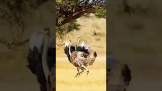 Ostrich Sounds (Ostriches Running in the Savannah)
