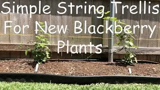 Blackberry Temporary Support String Trellis