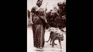 #retro #tollywood #old #photo #of #savitri #mahanati #with #cheetah #hungrycheetah #ntr #actress
