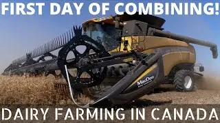 Combining Yellow Peas!