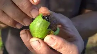 HELP, Waarom worden mijn walnoten allemaal zo vies zwart? Hier het antwoord!