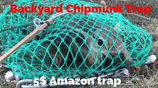 Chipmunk Trapping (5$ Amazon Trap)