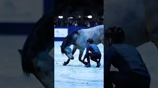 From bullfighting horse to LIBERTY PRINCE!👏🤴🏼 #horse #equestrian