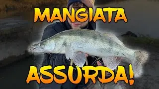 Il Ritorno: LUCIOPERCA d&rsquo;Inverno! - Spinning - TZ Fishing