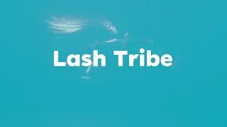 Customer Spotlight - Lash Tribe