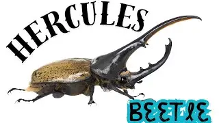 LEARN ABOUT THE HERCULES BEETLE!!!!!!