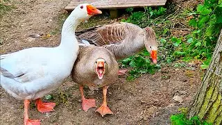 Goose Alarm - Hissing Sounds in the Garden