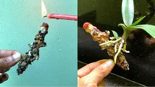 Как размножить орхидеи из увядших и без корней стеблей