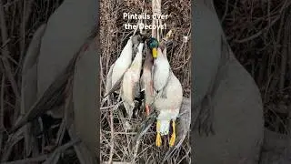 Pintails in the decoys!  Mississippi duck hunting! #ducks #pintail #hunting