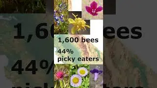 The Secret Superhero That Feeds California&rsquo;s Bees