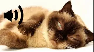 ronronnement de  chat