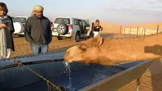 Camel drinking water in Abu Dhabi Desert 13.02.2019