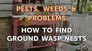 How to Find Ground Wasp Nests