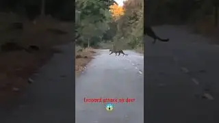 leopard attack on deer leopard killed deer 😱 #shorts