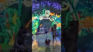 ВИА #dance #animals #animation #visualart #fun #vibe #танец #звери #музыка #прикол #волк #белка