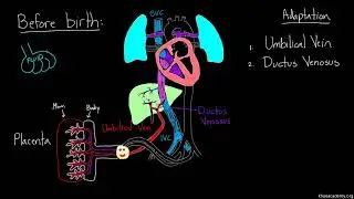 Umbilical Vein