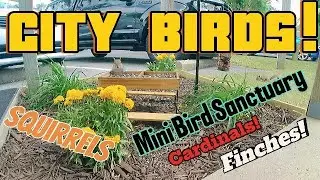 City Birds! New Mini Animal Sanctuary for Your CATS! May 1st 2024