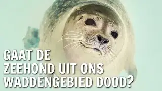 Gaat de zeehond uit ons Waddengebied dood? | De Buitendienst over de Zeehond