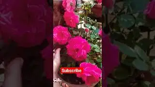 subscribe#gardening#like#video#unique#unique gardening#my garden#viral
