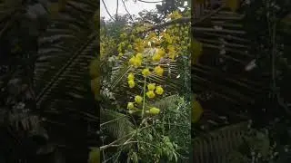 Vishu 2025🌼🌼 #vishu #vishukani #vishustatus #vishuvideo  #hindufestival #yellowflower #konna #yellow