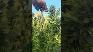 Getting ready for harvest///trimming fan leaves