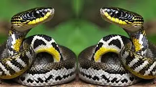 MandarinRatSnake#shortsyoutube#ArborealSnake#ForestPredator#ReptileWorld#EcosystemExploration