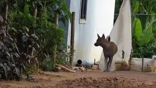 Amazing !!! Village Dogs Mating So Happy Near By My Home   Summer Dogs Meeting In Summer Season !!