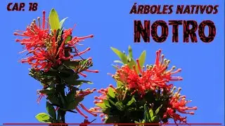 Native Trees of Argentina - Chilean firetree (Embothrium coccineum) - Chapter 18