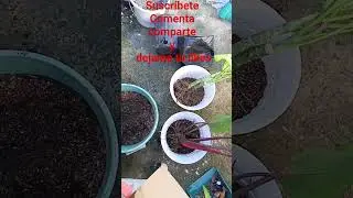plantando un filodendro y una creo que es dieffenbachia pero me la vendieron como aglaonema comenta