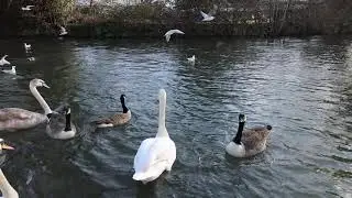 Kennet River Walk