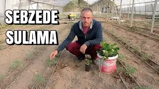 Sebzelerde Sulama - Karpuz Dikimi ve Çilek Bakımı