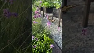 Hungry little swallowtail butterfly on the verbena bonariensis
