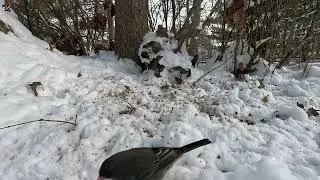 Tiny Birds Battle Extreme Cold and Hunger in Snow. Keep your cat entertained during the day.