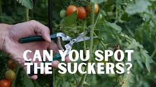 What Does a Tomato Sucker Look Like?