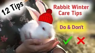 Rabbit Winter care 12 Tips | Rabbit ko winter se kaise bachaye | winter me rabbit ko kya khilaye