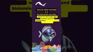 #SpinyfinSurvival  #LifeBelowWater #SDG14 #ProtectDeepSeaLife #BioluminescentBiodiversity #OceanC