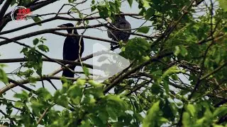 D&eacute;g&acirc;ts de corvid&eacute;s : la lutte des agriculteurs alsaciens