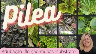 minhas pileas - vem conhecer essa variedade de plantas - mostrei as minhas