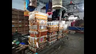 akhir tahun bongkaran geden ribuan ekor burung murai medan - anis merah - jalak - sincan - dll ful