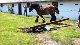 Hest omgang