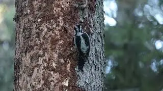 Three-toed woodpecker foraging
