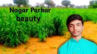 The beauty of Nagar Parkar and beautiful farm and city road By BHEEMCHAND PARMAR Channel 2020 videos