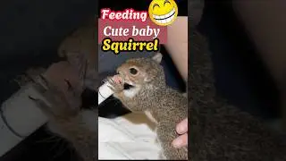 Feeding cute baby squirrel #squirrel #squirrellovers #animals #squirrels #squirrelvideo
