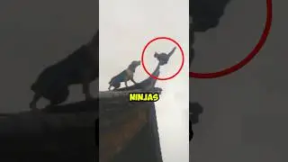Топ-3 кота, которые двигаются как ниндзя 🥷