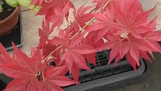 モミジの食前食後曲げ
