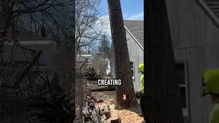 Genius Tree Cutting Technique