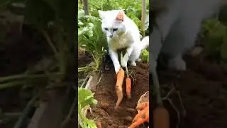 #Shorts#Trending#viralvideos#cuteanimal#cooking