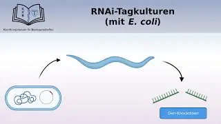 RNAi-TagKulturen (mit E-Coli)